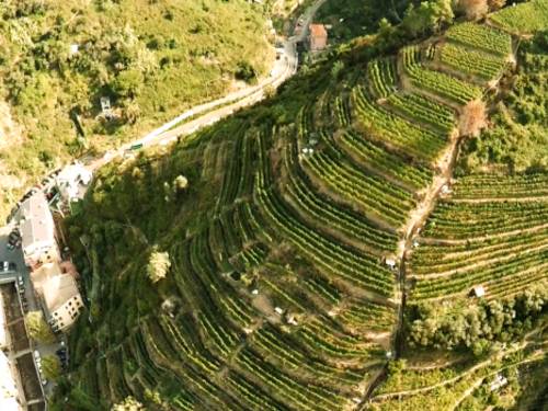 Farm wineries in the Cinque Terre