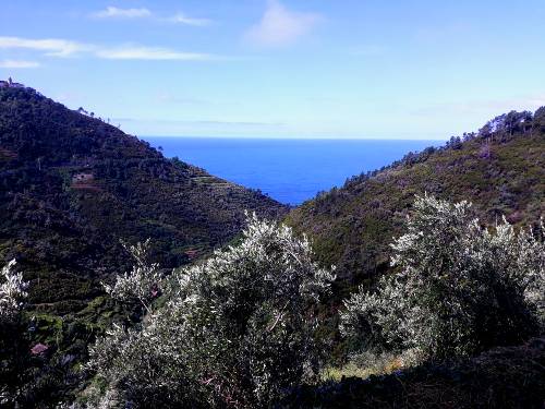 Olive trees in the Cinque Terre