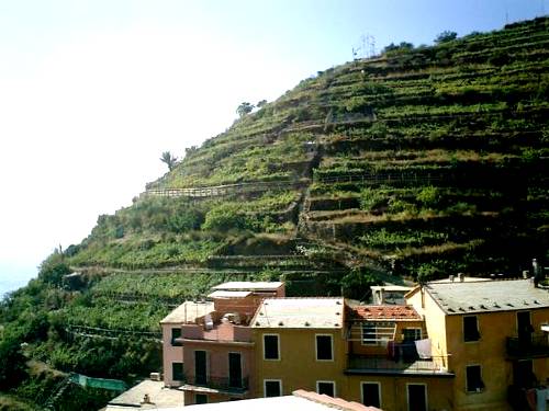 Terraced Fields of the Cinque Terre